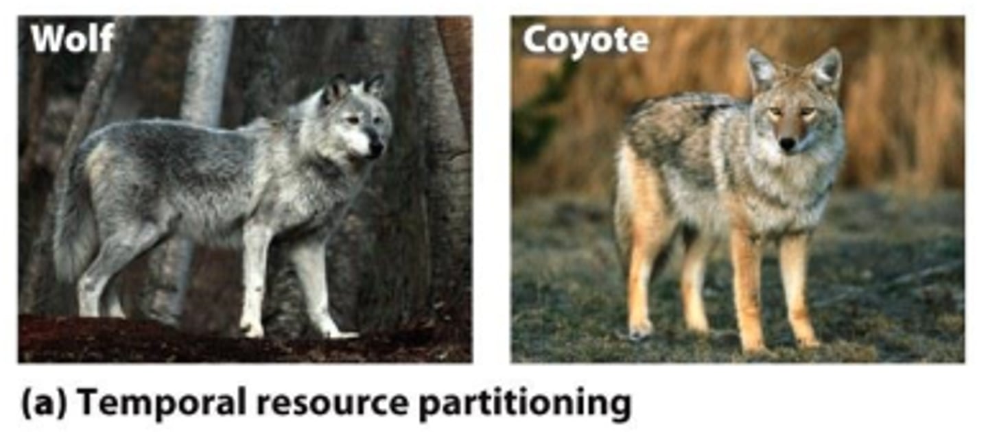 <p>organisms rely on the same resources, but niches are separated by the time at which they are active</p>