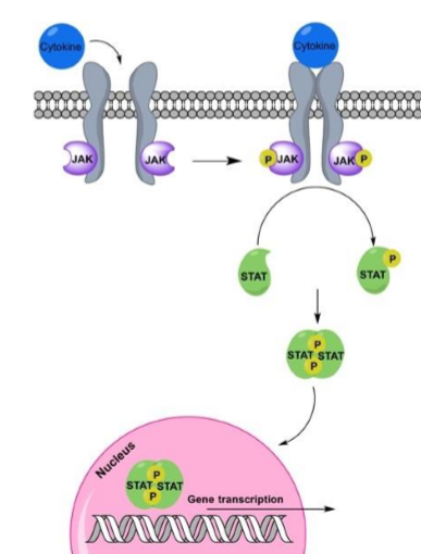 <ul><li><p>receptor activates janus kinase (JAK) that phosphorylates proteins (STAT)</p></li><li><p>STAT proteins often travel to nucleus as transcription factors</p></li><li><p>Ex. cytokine receptors</p></li></ul><p></p>