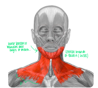 Most superficial Muscle 

\
N - Cervical branch of facial nerve (CN VII)

F - Depresses the mandible and draws down the corner of the mouth (frowning) 