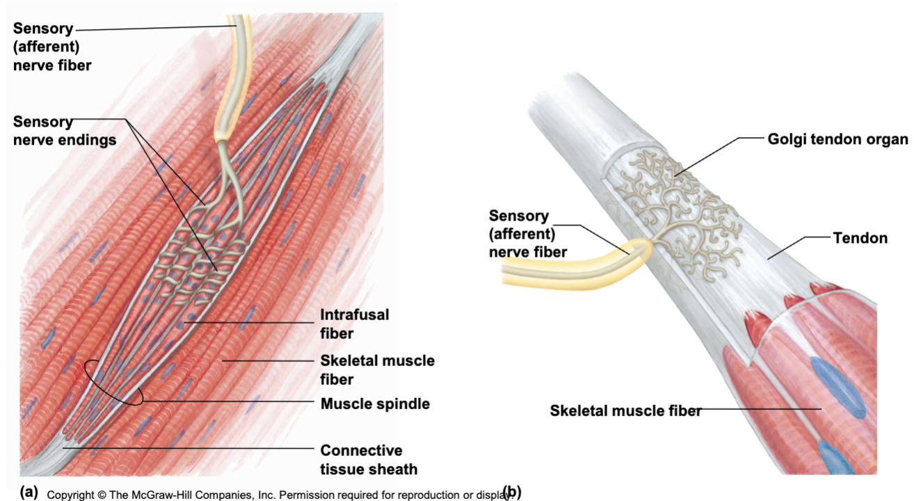 <p>senses stretch - causes contraction - incresaes contractile force</p><p>ex: stretching before box jump by bouncing/loading</p><p>lack of causes muscle discordination </p>