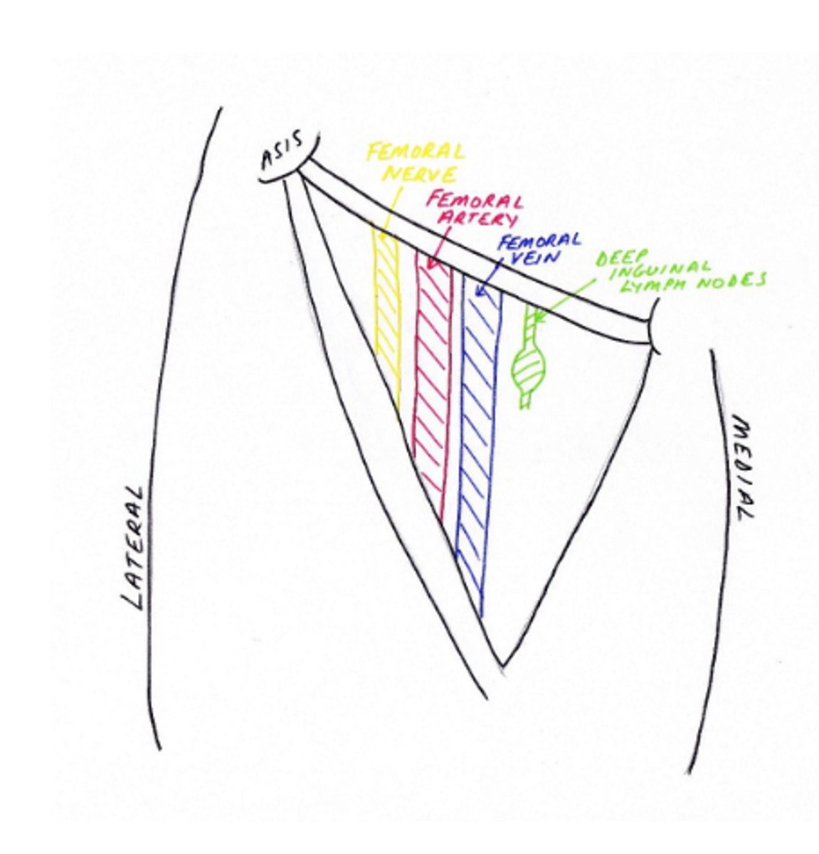 <p>Nerve, Artery, Vein, Y of Groin</p>