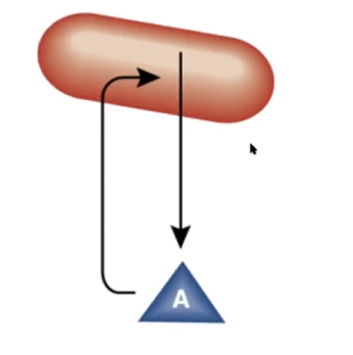 <p>autoinducer re-enters cells and regulates gene expression</p>
