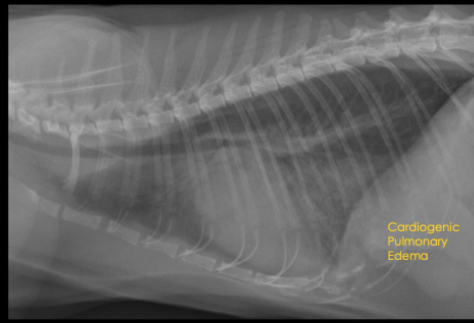 <p>What pulmonary pattern can be seen in this radiograph?</p>