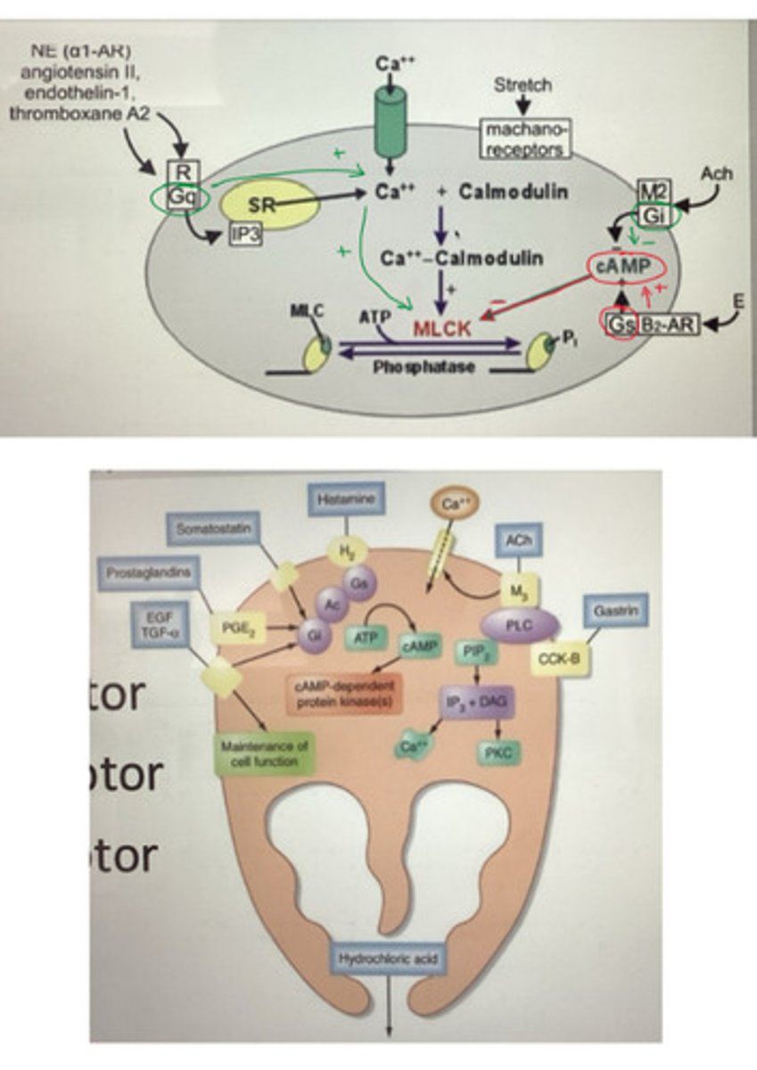 <p>what do Gs, Gi, and Gq coupled pathways do in parietal cells/smooth muscle cells, and what activates them?</p>