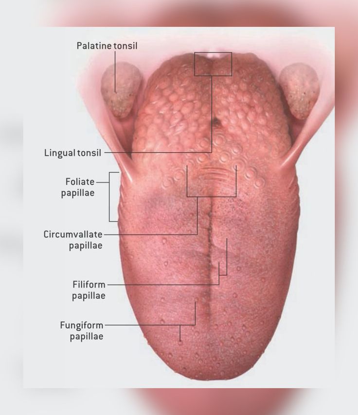 <p>Tongue</p>