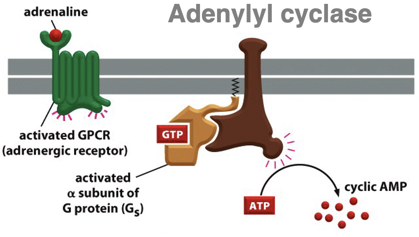 <ul><li><p>adrenaline binds to GPCR (adrenergic receptor) → activated GPCR </p></li><li><p>G protein activated by GDP replacement for GTP → subunits dissociate </p></li><li><p>alpha subunit binds to adenylyl cyclase enzyme → activated adenylyl cyclase </p></li><li><p>adenylyl cyclase converts ATP into cAMP (a secondary messenger) </p></li></ul><p></p>