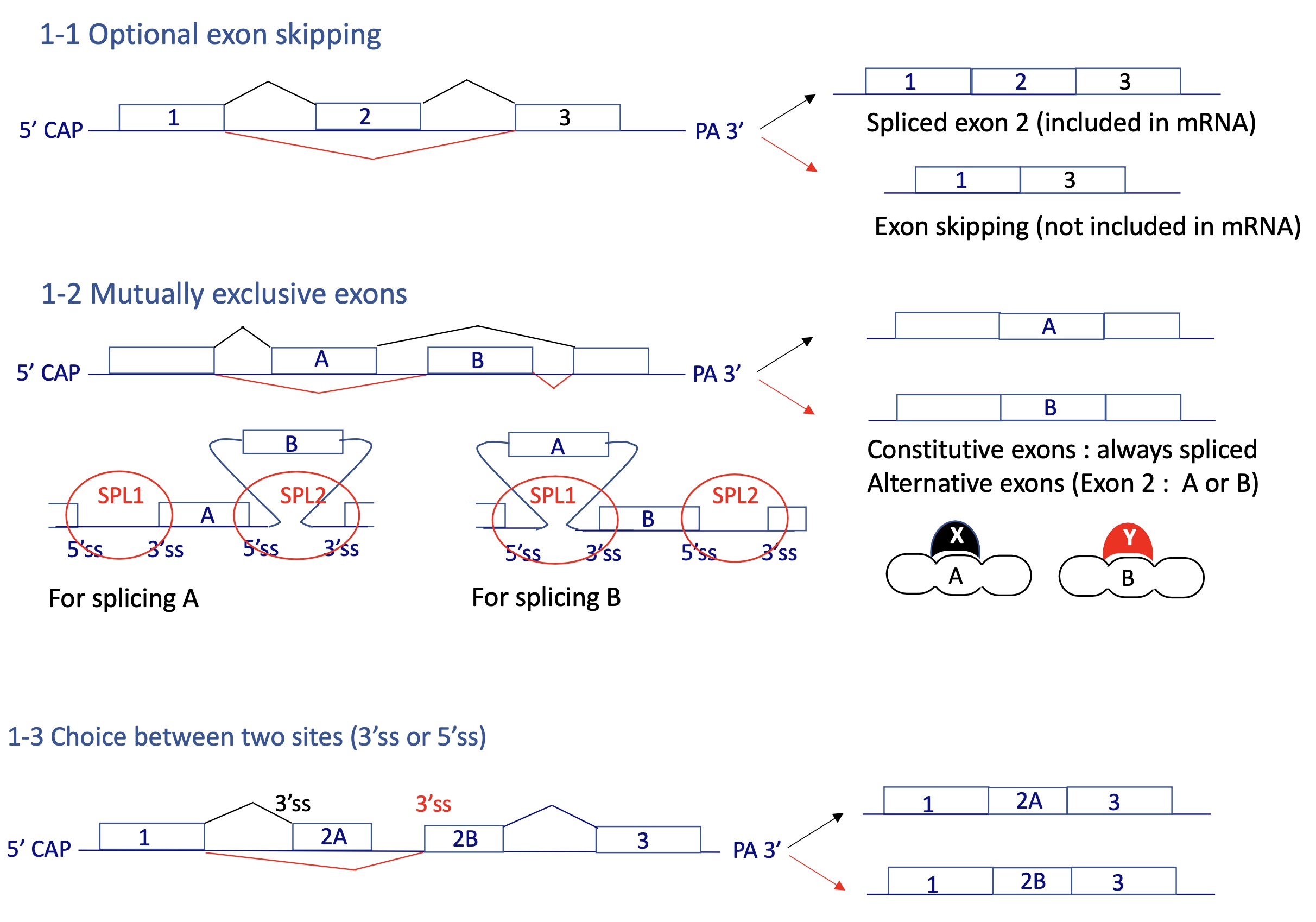 <ol><li><p>optional exon skipping&nbsp;</p></li><li><p>mutually exclusive exons&nbsp;</p></li><li><p>choice between two SS</p></li></ol><p></p>