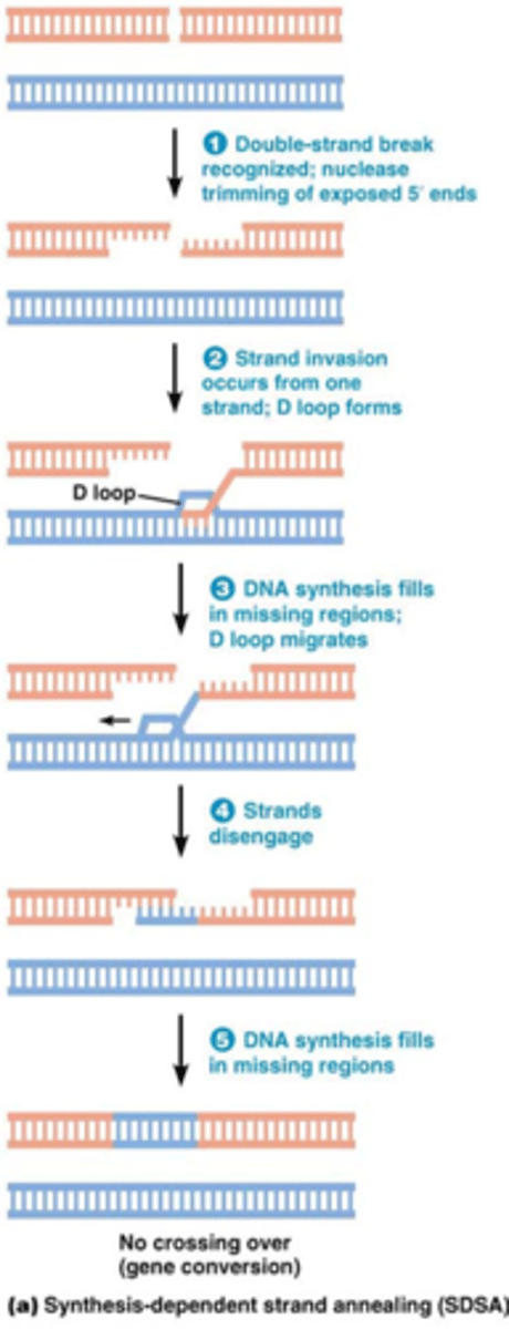 <p>Foutenvrij herstel als er een breuk optreed in homologe sequenties bv 2 zusterchromatiden (identiek aan elkaar, als er geen fouten in DNA replicatie zijn)</p><p>1. 5’ exonuclease de uiteinden trimmen</p><p>->enkelstrengige DNA uiteindes met vrij 3' uiteinde</p><p>-SSB zal binden, in dit geval Rad51 (niet getekend)</p><p>2.DNA streng van de ene zusterchromatide gaat in de andere zus incorporeren en complementair binden</p><p>-Er ontstaat een D (displacement) loop -> DNA streng wordt verplaatst</p><p>3. DNA polymerase gaat dna herstellen aan het 3' uiteinde complementair aan de blauwe streng</p><p>4. Dissociatie van de 2 strengen</p><p>5. DNA polymerase gaat DNA synthetiseren</p><p>-ligase gaan de gatenopvullen</p><p>Foutenvrij omdat blauwe streng identiek is aan de oranje streng, de blauwe streng is onveranderd!</p><p>Dit noemt men ook genconversie (geen crossing over)</p><p>Dit proces gebeurt enkel in en na de S fase want je hebt homologe zusterchromatiden nodig!</p>