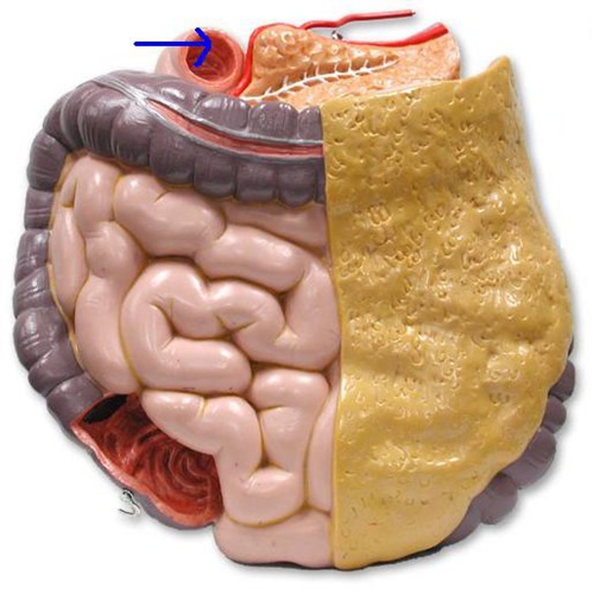knowt flashcard image