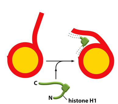 <ul><li><p>further ordered to create a 30-nm diameter fiber</p></li><li><p>Histone H1 pulls the nucleosomes together into a regular repeating array</p></li><li><p>restricts movement of tail</p></li><li><p>not nucleosome core</p></li><li><p>head to go from beads on a string to chromatin fiber. Binds with DNA helix as it comes off of wrapping around nucleosome</p></li></ul><p></p><p></p><p><span data-name="dna" data-type="emoji">🧬</span> <strong>What You’re Looking At:</strong> <span data-name="red_circle" data-type="emoji">🔴</span> Red line:</p><p>Represents <strong>DNA</strong>.</p><p><span data-name="yellow_circle" data-type="emoji">🟡</span> Yellow circle:</p><p>Represents the <strong>histone core particle</strong> (the nucleosome made of histone proteins H2A, H2B, H3, and H4).</p><p><span data-name="green_circle" data-type="emoji">🟢</span> Green protein labeled "histone H1":</p><p>This is the <strong>linker histone H1</strong>, which plays a <strong>supportive and organizational role</strong>.</p><p></p><p><span data-name="mag" data-type="emoji">🔍</span> <strong>What’s Happening in the Diagram:</strong></p><ol><li><p><strong>Left side</strong>:</p><ul><li><p>DNA wraps around the histone core, forming a <strong>nucleosome</strong>.</p></li><li><p>The DNA entering and exiting the nucleosome is <strong>loose and flexible</strong>.</p></li></ul></li><li><p><strong>Middle</strong>:</p><ul><li><p><strong>Histone H1</strong> (green) binds at the <strong>entry and exit point</strong> of the DNA on the nucleosome.</p></li></ul></li><li><p><strong>Right side</strong>:</p><ul><li><p>After <strong>H1 binds</strong>, the DNA becomes more <strong>constrained and organized</strong>.</p></li><li><p>This interaction helps <strong>"lock" the DNA</strong> in place on the nucleosome.</p></li></ul></li></ol><p></p><p><span data-name="brain" data-type="emoji">🧠</span> <strong>Why Histone H1 Matters:</strong></p><ul><li><p>H1 is not part of the nucleosome core, but it <strong>binds to the linker DNA</strong> between nucleosomes and helps:</p><ul><li><p>Stabilize the nucleosome structure.</p></li><li><p>Pull nucleosomes closer together.</p></li><li><p>Promote <strong>formation of the 30 nm fiber</strong>, a more compact chromatin structure.</p></li></ul></li><li><p>Without H1, chromatin remains in a <strong>"beads-on-a-string"</strong> configuration.</p></li><li><p>With H1, chromatin becomes <strong>tightly packed</strong>, reducing accessibility to transcription machinery (gene silencing potential).</p></li></ul><p></p><p><span data-name="pushpin" data-type="emoji">📌</span> Summary:</p><table style="min-width: 50px"><colgroup><col style="min-width: 25px"><col style="min-width: 25px"></colgroup><tbody><tr><th colspan="1" rowspan="1"><p>Feature</p></th><th colspan="1" rowspan="1"><p>Role of Histone H1</p></th></tr><tr><td colspan="1" rowspan="1"><p>Binding site</p></td><td colspan="1" rowspan="1"><p>Where DNA enters/exits nucleosome</p></td></tr><tr><td colspan="1" rowspan="1"><p>Function</p></td><td colspan="1" rowspan="1"><p>Stabilizes DNA wrap and linker region</p></td></tr><tr><td colspan="1" rowspan="1"><p>Effect on chromatin</p></td><td colspan="1" rowspan="1"><p>Promotes compaction (30 nm fiber)</p></td></tr></tbody></table><p></p>