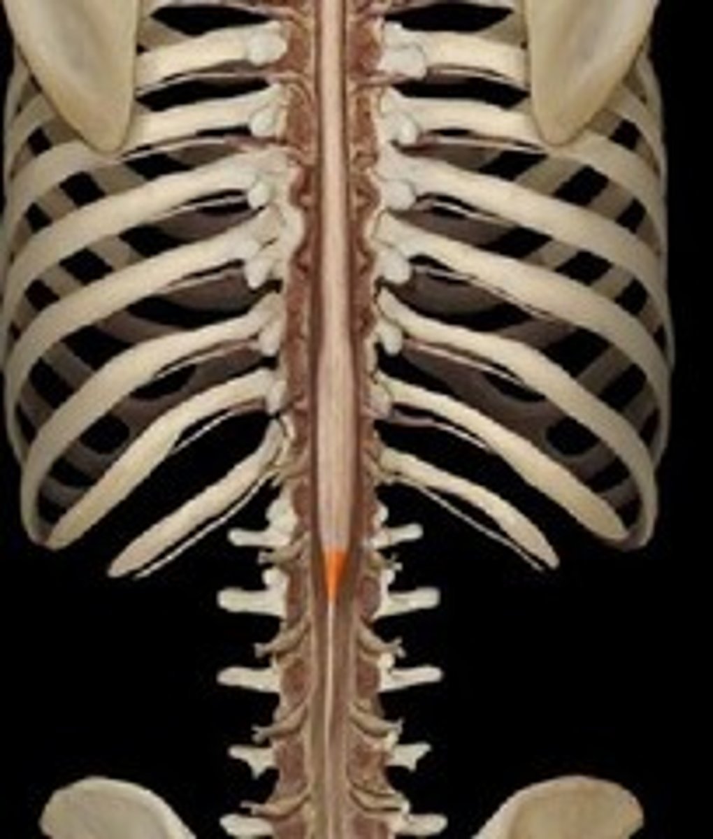 <p>inferior tapered end of spinal cord</p>