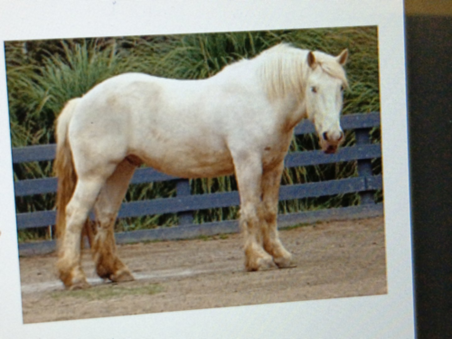 <p>Origin: Iowa</p><p>¡ Foundation:"Old Granny" mare</p><p>¡ Rare breed</p><p>¡ Color: Cream color; champagne</p><p>gene (diluted color) - white mane,</p><p>tail &amp; pink skin</p><p>¡ Eyes:Amber colored eyes</p>