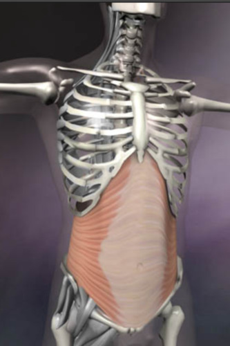 compresses abdomen