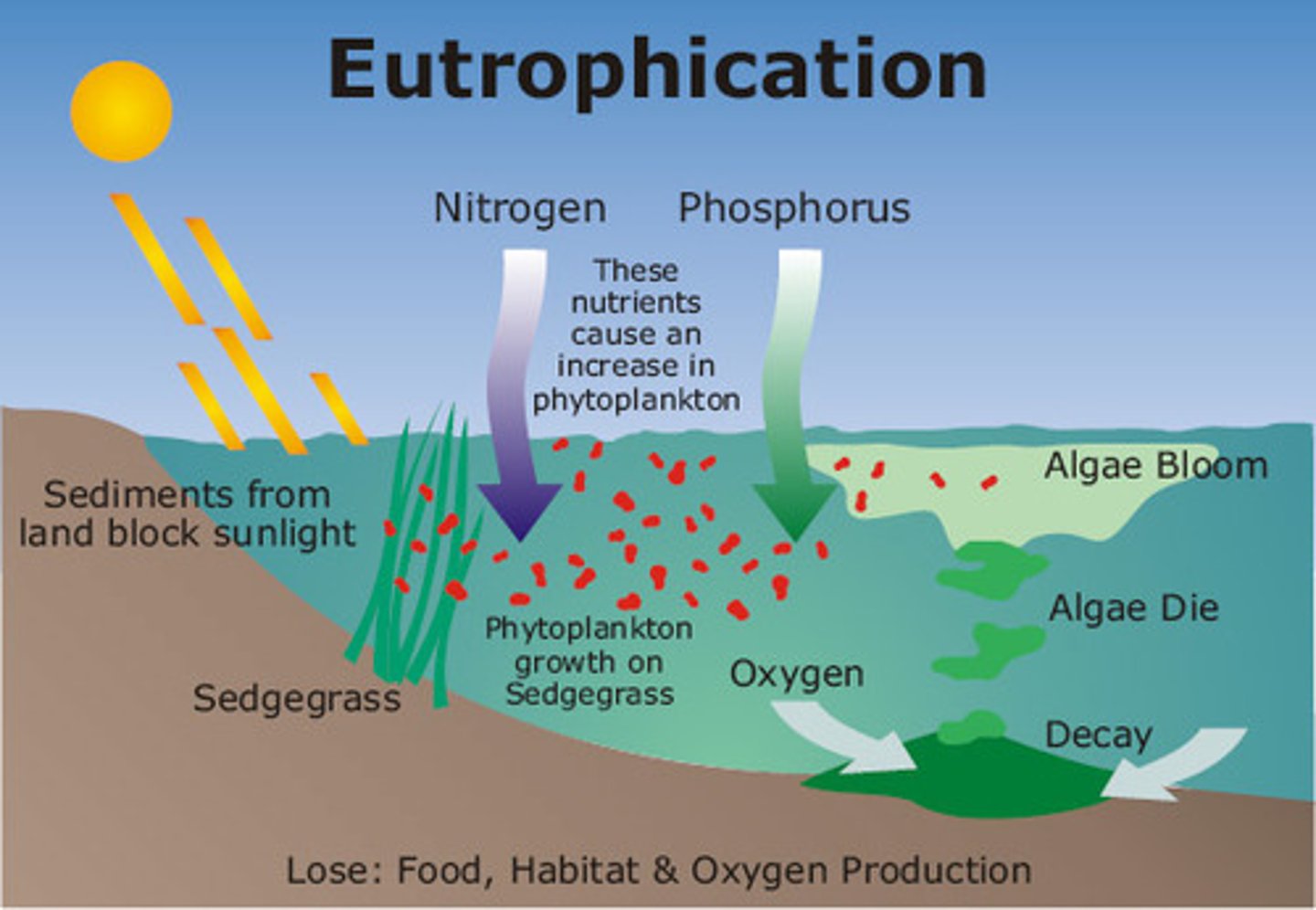 <p>Run off carries fertilizers and decomposition of waste water provides an overabundance of fertility (too much nitrogen and phosphorus) to a water body.</p>