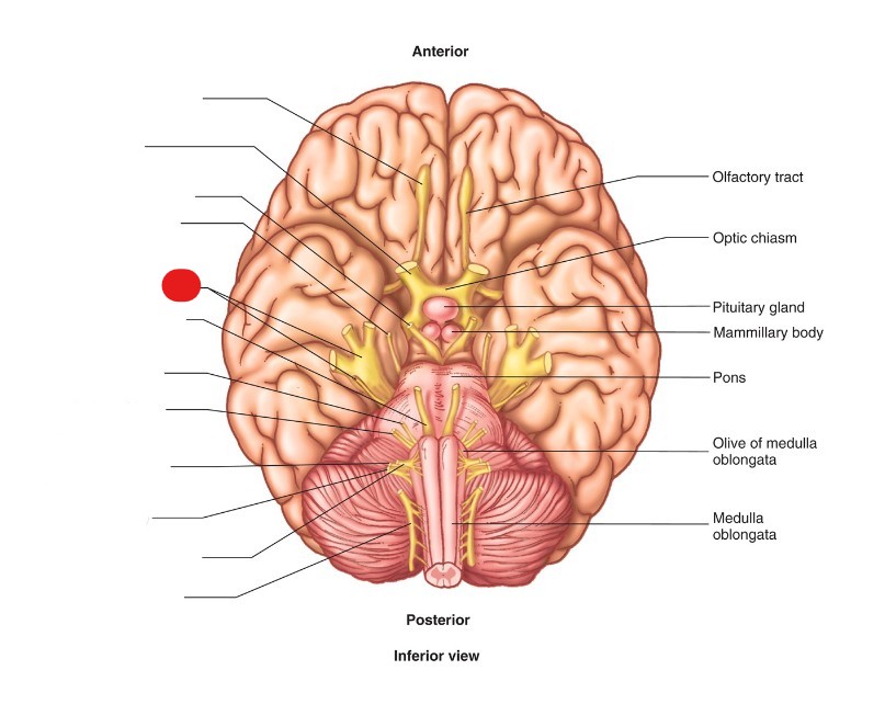 <p>ID Structure</p>