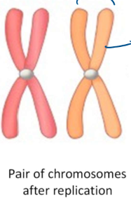 <p>each chromosome in the pair is made up of 2 chromatids</p>