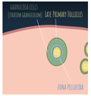 <p><strong>granulosa cells </strong>(entire structure of cells is called <strong>stratum granulosum</strong>)</p>
