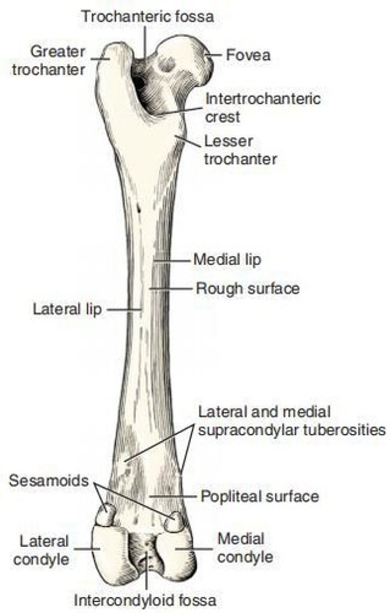 <p>The largest tuber of the proximal extremity of the femur, located directly lateral to the head and neck.</p>