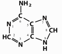 <p>Which base is this?</p>