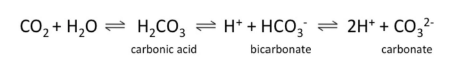 <p><span>• Main reservoir is in atmosphere in form of Carbon Dioxide (CO2)</span></p><ul><li><p><span>Dissolving CO2 gas in water can result in a variety of forms • Carbon dioxide, carbonic acid, bicarbonate and carbonate</span></p><p><span>• Bicarbonate Equilibrium</span></p></li></ul><p></p>