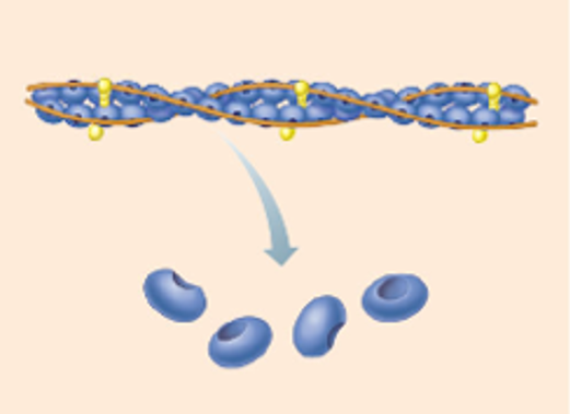 <p>Components of thin filament</p>