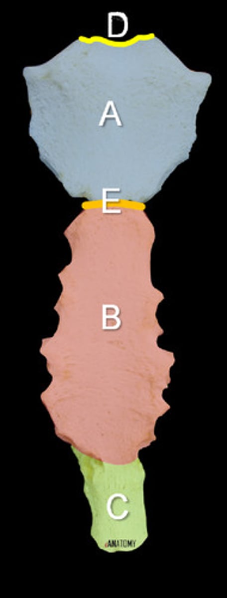 <p>E</p>