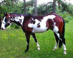 <p>What is this horse breed?</p>