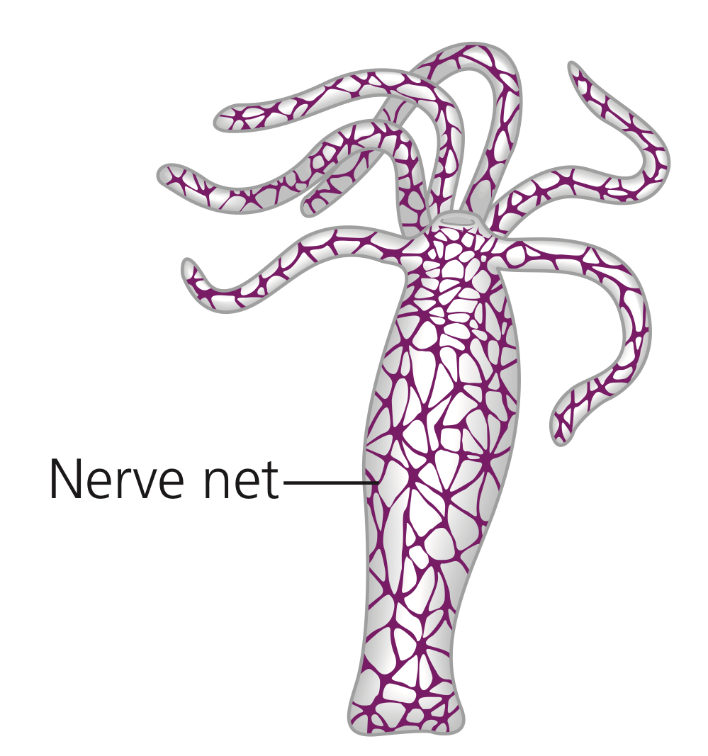 <p>Their interconnected nerve cells in their nerve net is perfect for contraction and expansion of gastrovascular cavity.</p>