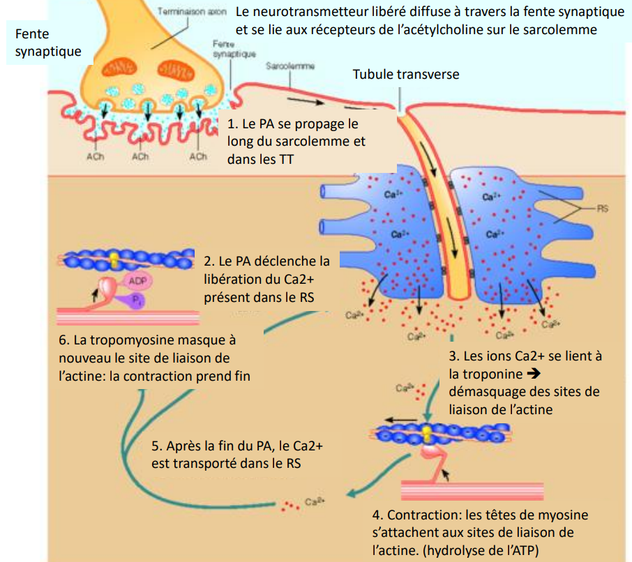 <p><span style="background-color: transparent;"><strong><span>De l’influx nerveux à la contraction musculaire</span></strong></span></p><p><span style="background-color: transparent;"><strong><span>II. Transformation du signal électrique en signal chimique puis mécanique</span></strong></span></p><ol><li><p><span style="background-color: transparent;"><span>La fixation de l’ACh sur ses récepteurs induit un </span><strong><span>potentiel d’action musculaire</span></strong><span> qui se propage le long du </span><strong><span>sarcolemme</span></strong><span> et dans les </span><strong><span>tubules T</span></strong><span>.</span></span></p></li><li><p><span style="background-color: transparent;"><span>Les tubules T transmettent le signal au </span><strong><span>réticulum sarcoplasmique (RS)</span></strong><span>, provoquant la </span><strong><span>libération de Ca²⁺</span></strong><span> dans le </span><strong><span>sarcoplasme</span></strong><span>.</span></span></p></li><li><p><span style="background-color: transparent;"><span>Le </span><strong><span>Ca²⁺</span></strong><span> se lie à la </span><strong><span>troponine</span></strong><span>, ce qui entraîne un </span><strong><span>déplacement de la tropomyosine</span></strong><span> et </span><strong><span>dévoile</span></strong><span> les sites de liaison de l’actine.</span></span></p></li><li><p><span style="background-color: transparent;"><span>Les </span><strong><span>têtes de myosine</span></strong><span> peuvent alors se fixer sur l’actine et effectuer un mouvement de </span><strong><span>pivotement</span></strong><span> : c’est le </span><strong><span>cycle des ponts d’union (cross-bridges)</span></strong><span>.</span></span></p></li><li><p><span style="background-color: transparent;"><span>Chaque cycle consomme </span><strong><span>une molécule d’ATP</span></strong><span>, hydrolysée en </span><strong><span>ADP + Pi</span></strong><span>, fournissant l’énergie nécessaire à la contraction.</span></span></p></li><li><p><span style="background-color: transparent;"><span>À la fin du PA, le </span><strong><span>Ca²⁺</span></strong><span> est recapté par le RS ; la tropomyosine reprend sa position initiale, </span><strong><span>le muscle se relâche</span></strong><span>.</span></span></p></li></ol><p></p>