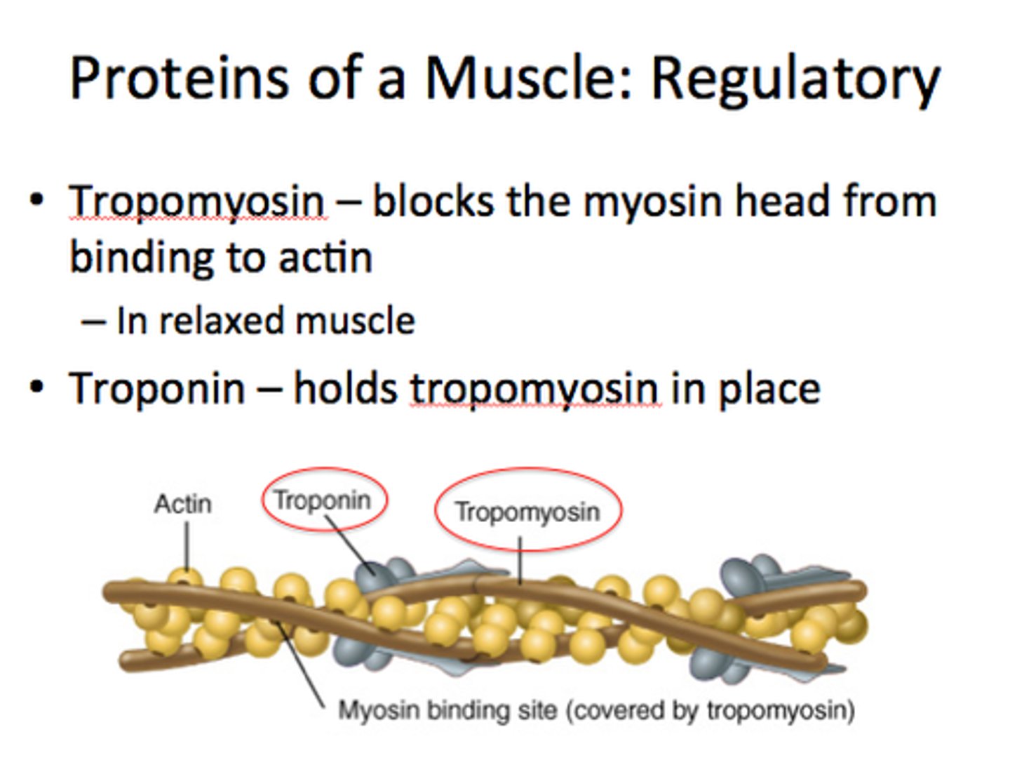 <p>tropomyosin and troponin</p><p>-regulate muscle contractions</p>