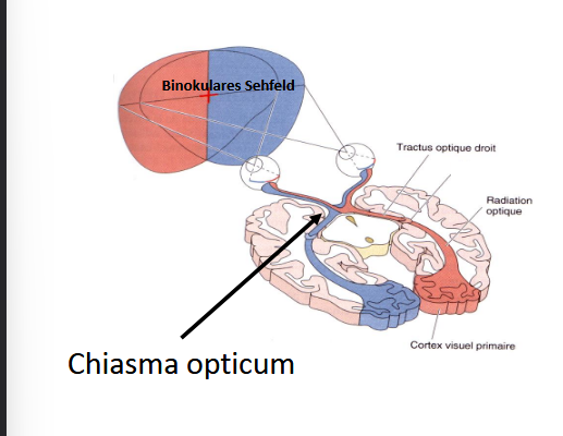 <p>moitié gauche est traité par hémisphère droit</p><p>moitié droite est traité par l’hémisphère gauche</p>
