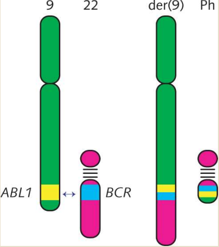 - Philadelphia Chromosome- BCR-ABL1 fusion protein 
-- Chronic myelogenous leukemia 
- Spectral Karyotyping Fluorescence in situ hybridization (SKY FISH)