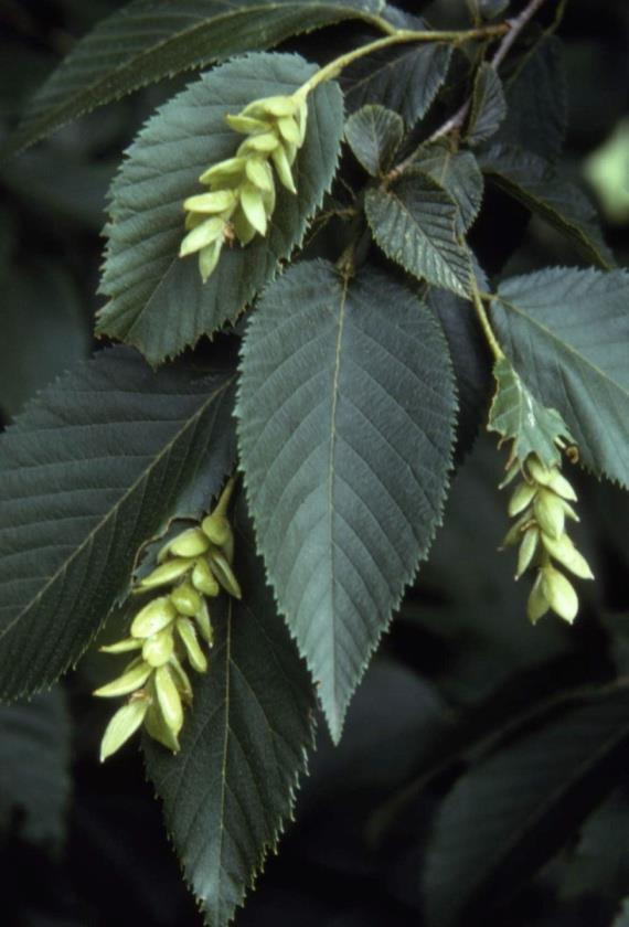 <p><em>Ostrya virginiana</em></p>