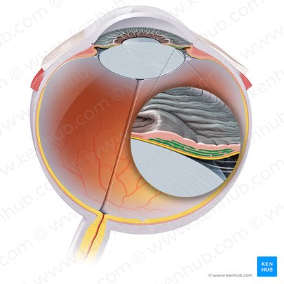 <p>Muscle responsible for expanding the pupil.</p>