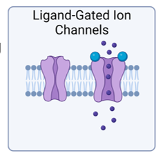 <p>What are Ligand-Gated Ion Channels?</p>