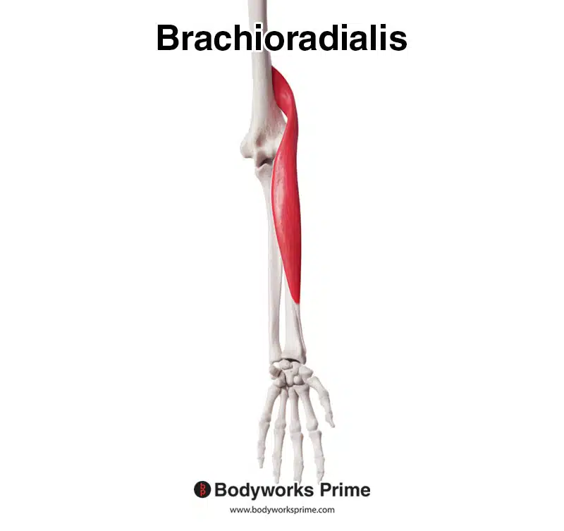 <p>Origin: Lateral supracondylar ridge of humerus</p><p>Insertion: Styloid process of radius </p><p>Innervation: Radial n. </p>