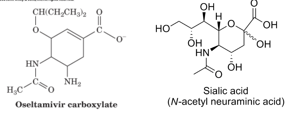 <p><strong>Tamiflu </strong>significantly limits the production of the flu virus as a competitive inhibitor of influenza neuraminidase when is hydrolyzed to oseltamivir carboxylate in the liver. Neuraminidase hydrolyzes sialic acids of membrane glycoproteins to help the viral particles escape from the host cell surface.</p>