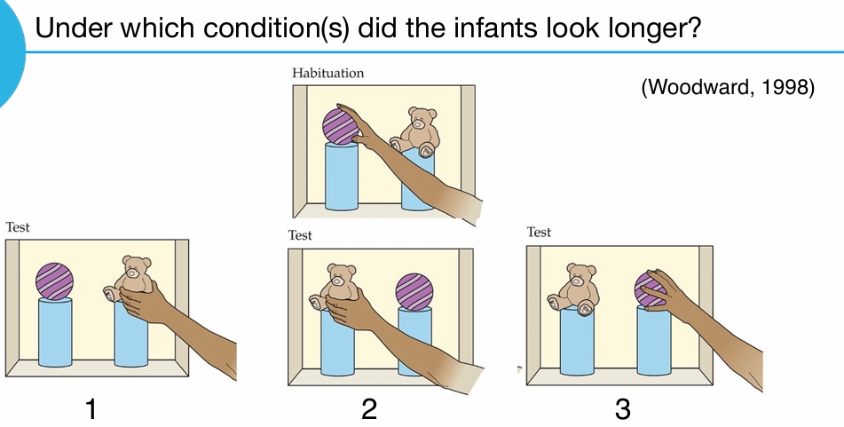 <p>Under which condition(s) did the infants look longer?</p>