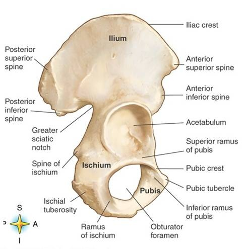 <p>Deep socket where ilium, ischium, and pubis fuse. Articulates with femoral head.</p>
