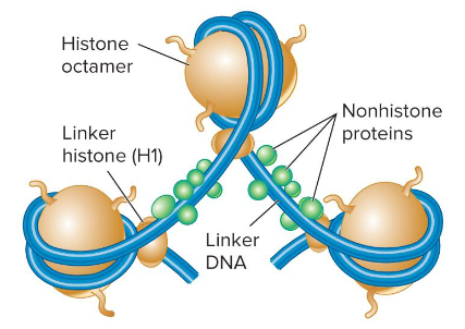 <p>H1</p><p>It binds to DNA in the linker region less tightly than the core histones. It helps to organize adjacent nucleosomes.</p>