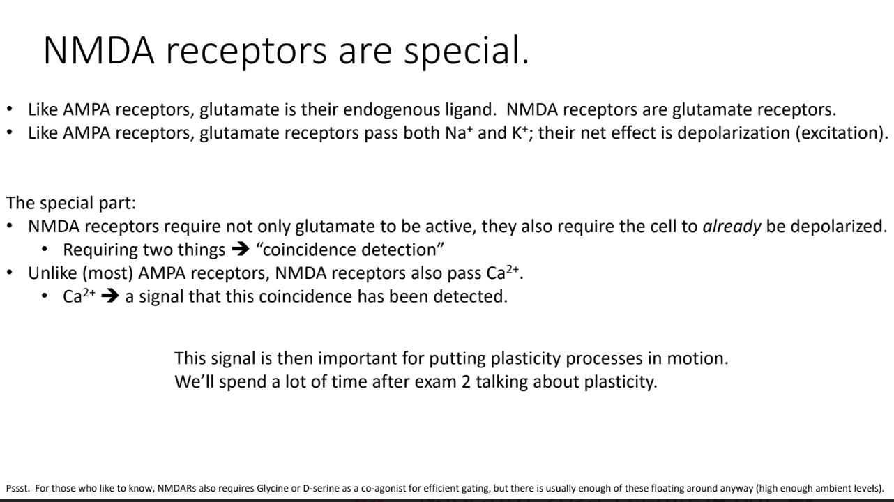 <p>NMDA receptors are <em>“coincidence detectors”</em> — they require both <strong>glutamate binding</strong> <em>and</em> the <strong>cell to already be depolarized</strong> to open. Unlike most AMPA receptors, NMDA receptors also <strong>allow Ca²⁺ to enter</strong>, in addition to Na⁺ and K⁺. This Ca²⁺ entry acts as a <strong>signal for synaptic plasticity</strong> (learning and memory).</p>