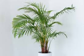 <p>Yellow Butterfly Palm </p>