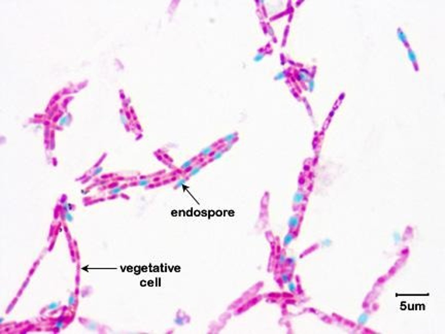 <p>Heat-resistant spores from certain bacteria.</p>