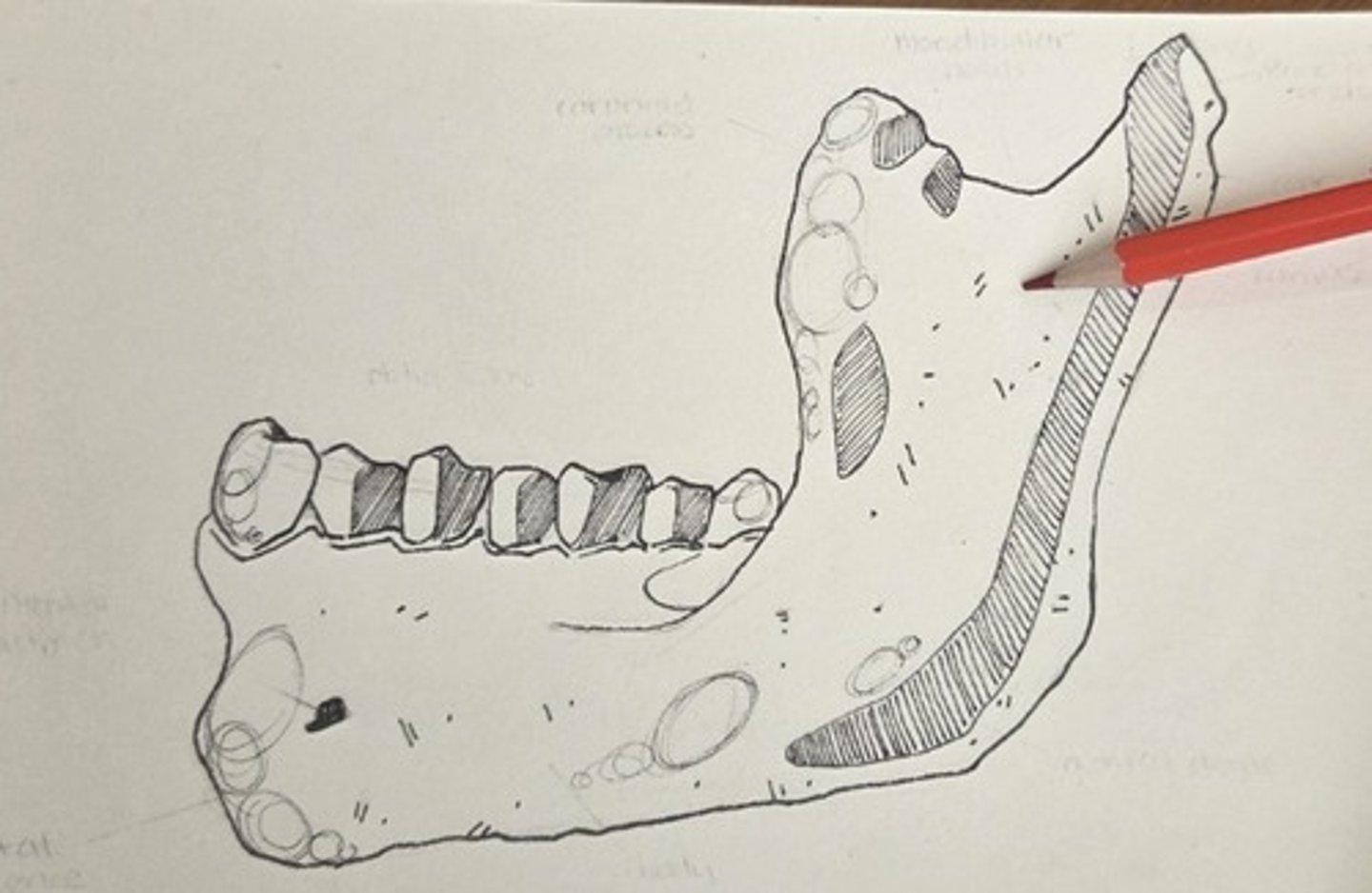 <p>this vertical part of the mandible rises above the level of the teeth and articulates with the cranial base</p>