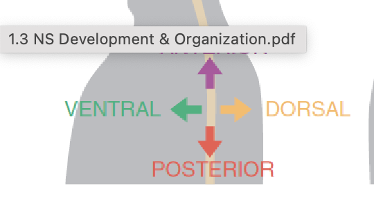 <p>(looking at human from the side) anterior - pointing to the top of the head (hair), ventral - pointing to the chest, posterior - pointing to the ground, dorsal - pointing to back. </p>