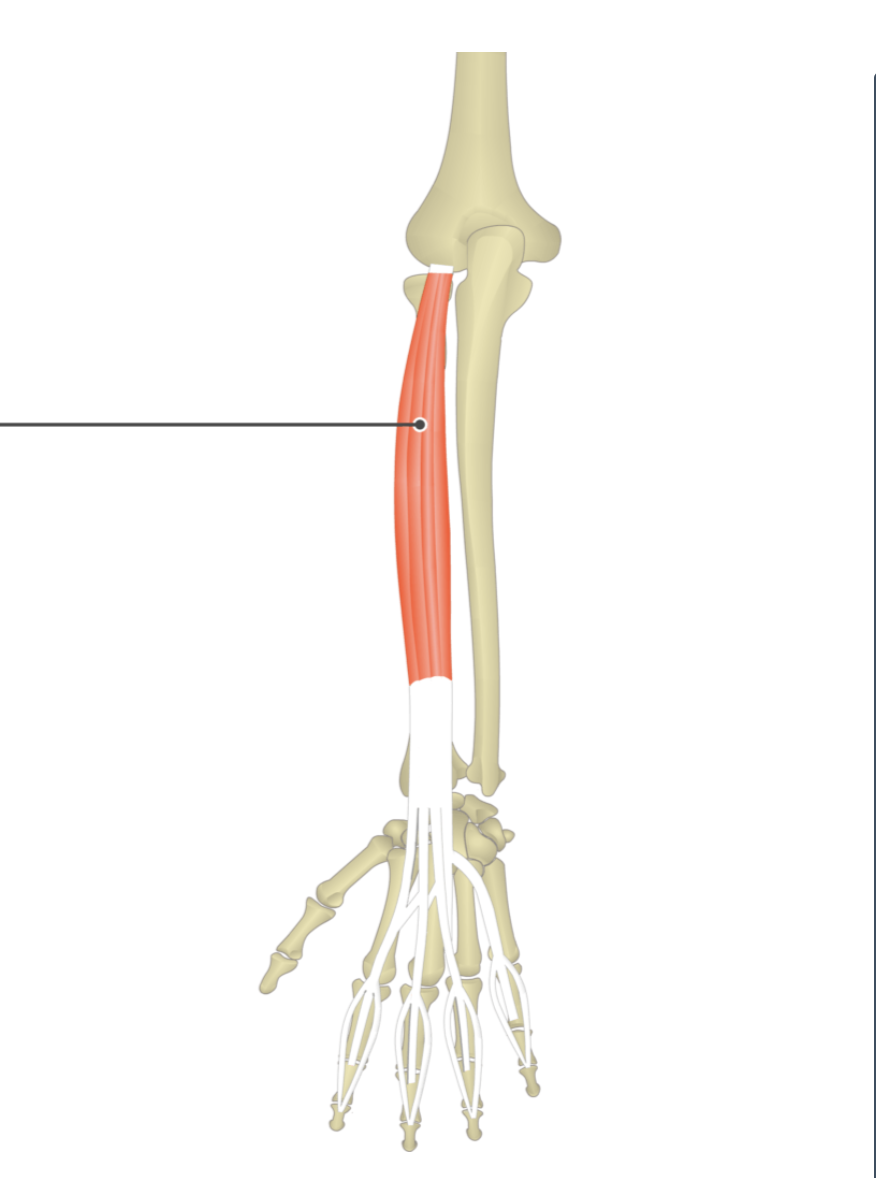 <p></p><p>origin: lateral epicondyle of humerus</p><p>insertion: distal phalanges of metacarpals II-V</p>