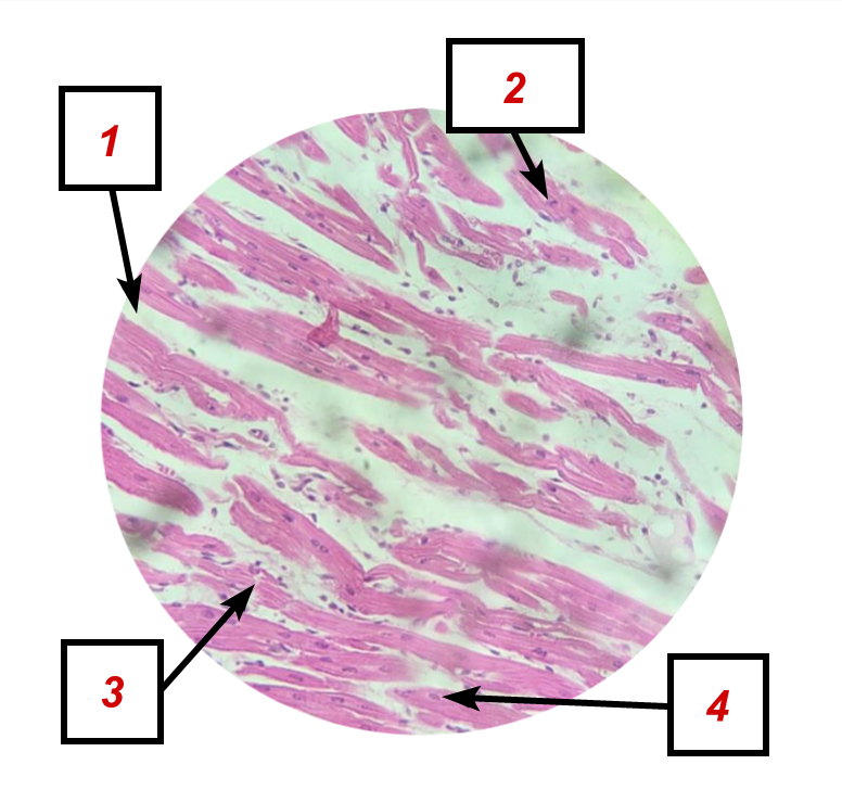 <p>Identifique as <strong>ESTRUTURAS</strong> indicadas na lâmina.</p>