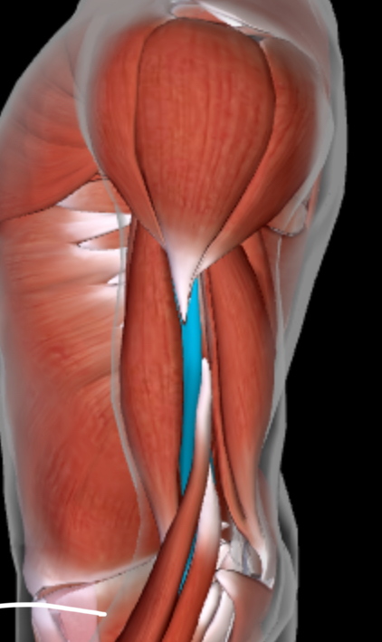 <p>Muscle between biceps brachii and triceps brachii</p>