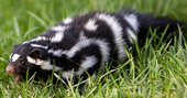 <p>omnivore; end of tail is white; black body w/ 4-6 variable broken white stripes</p>