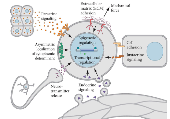 <ul><li><p>Paracrine signalling</p></li><li><p>Assymetric localisation of cytoplasmic determinant</p></li><li><p>Neurotransmitter release</p></li><li><p>Endocrine signalling</p></li><li><p>Juxtracrine signalling</p></li><li><p>Cell adhesion</p></li><li><p>Mechanical force</p></li><li><p>Extracellular matrix (ECM) adhesion</p></li><li><p>Epigenetic regulation</p></li><li><p>Transcriptional regulation. </p></li></ul><p></p>